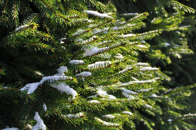 Holiday Trees – Digging up vs. Cutting Down
