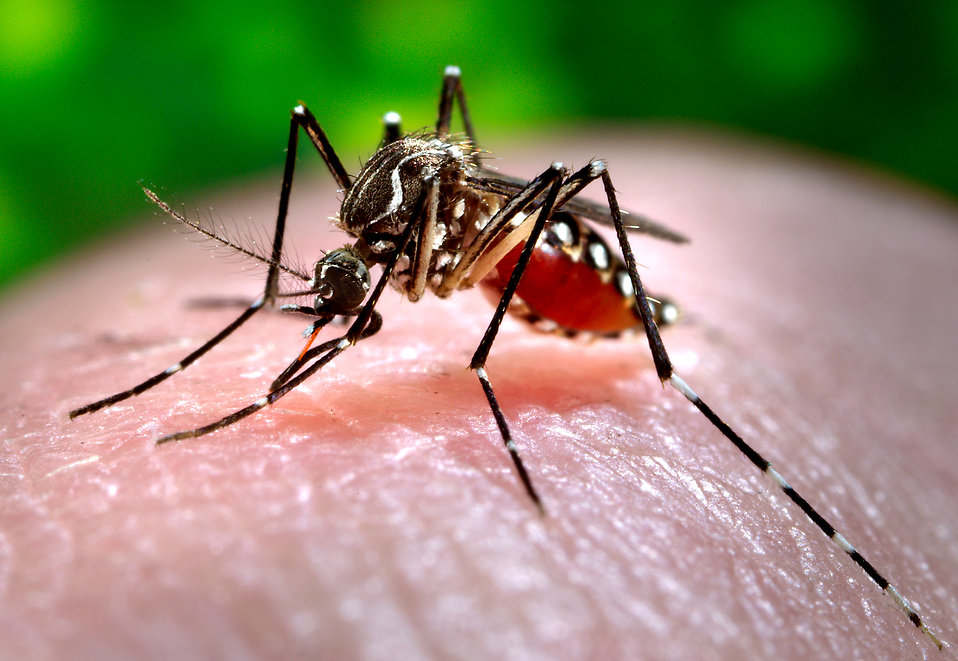 The Zika Virus, Natural Mosquito Repellents & Bite Remedies