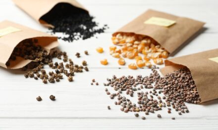 Starting a Seed Bank for Preparedness – Your Guide to Self-Sufficiency