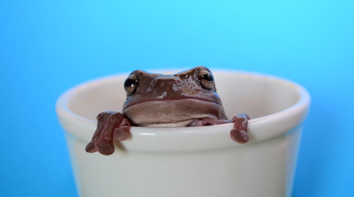 Don’t Be a Prepper Frog: Avoiding the Slow Boil of Complacency